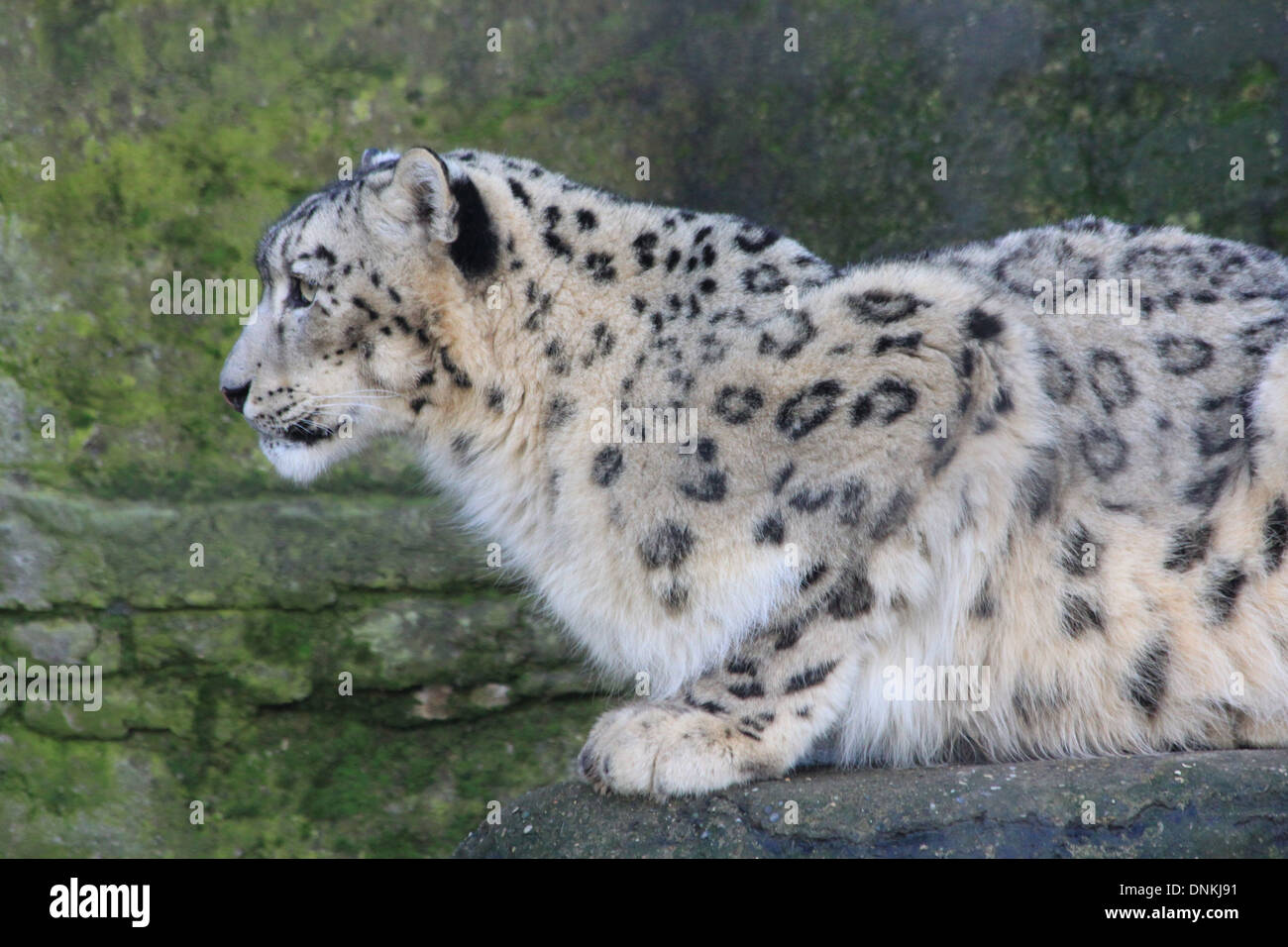 A close up photograph of a leopard sitting alert. Stock Photo