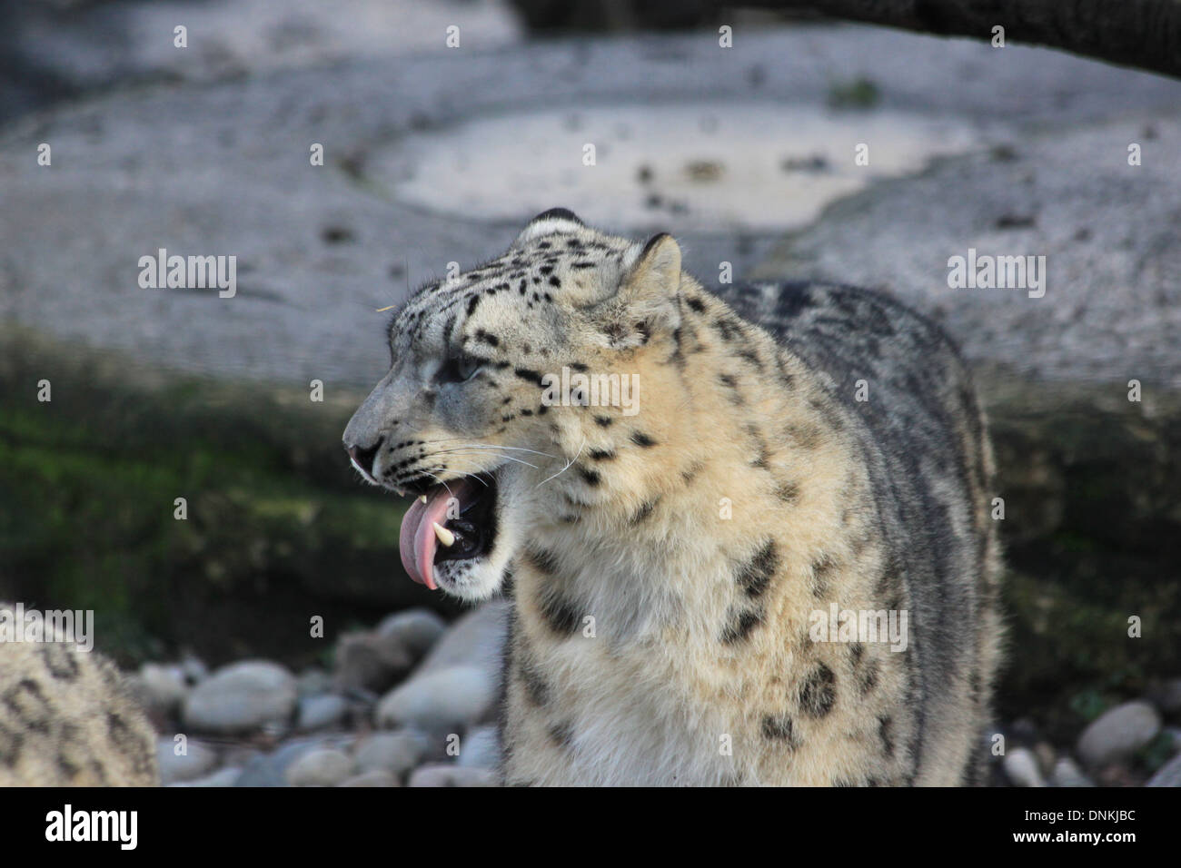 A photograph of a leopard baring his teeth and tongue. Stock Photo
