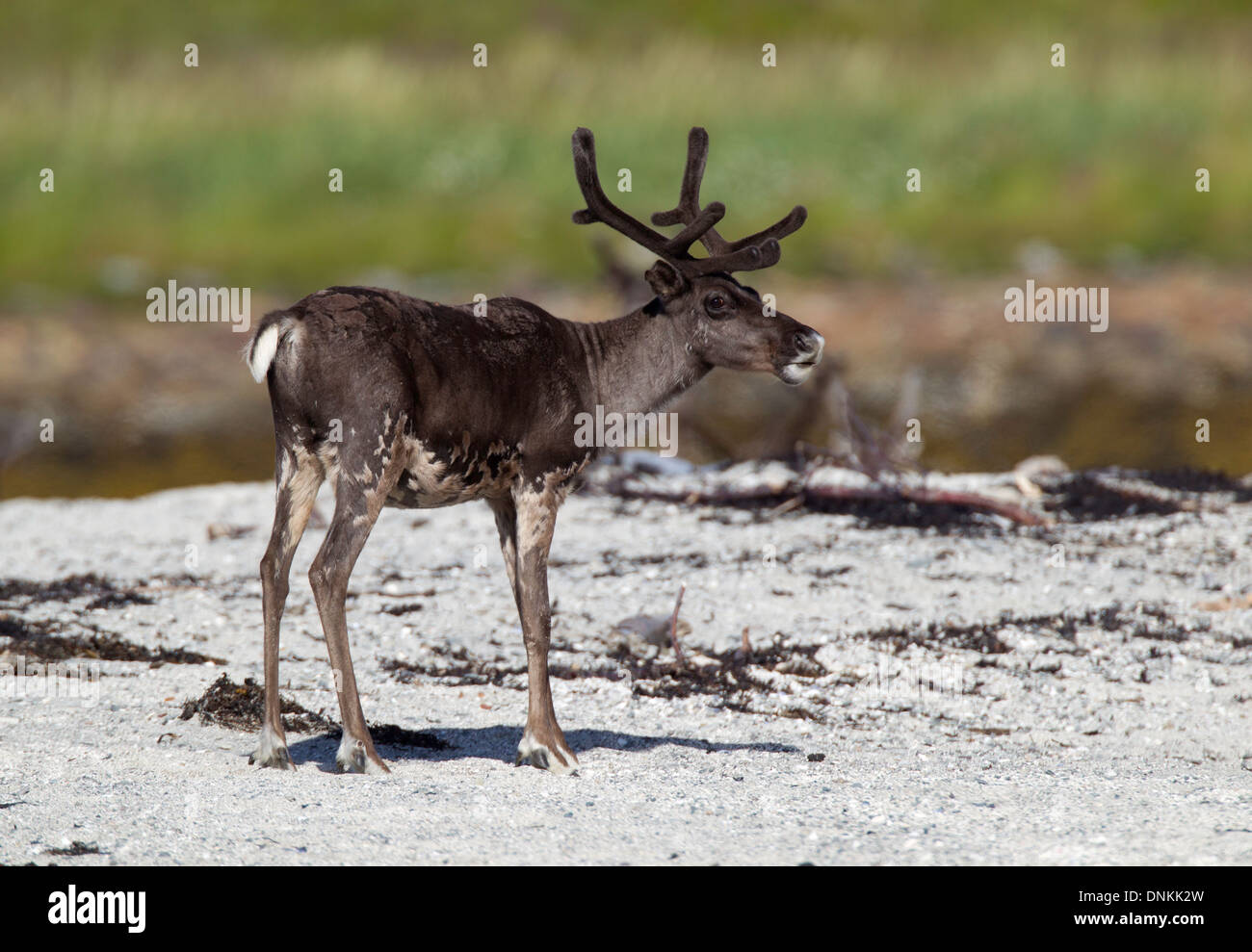 Reindeer (Rangifer tarandus) in Northern Norway Stock Photo