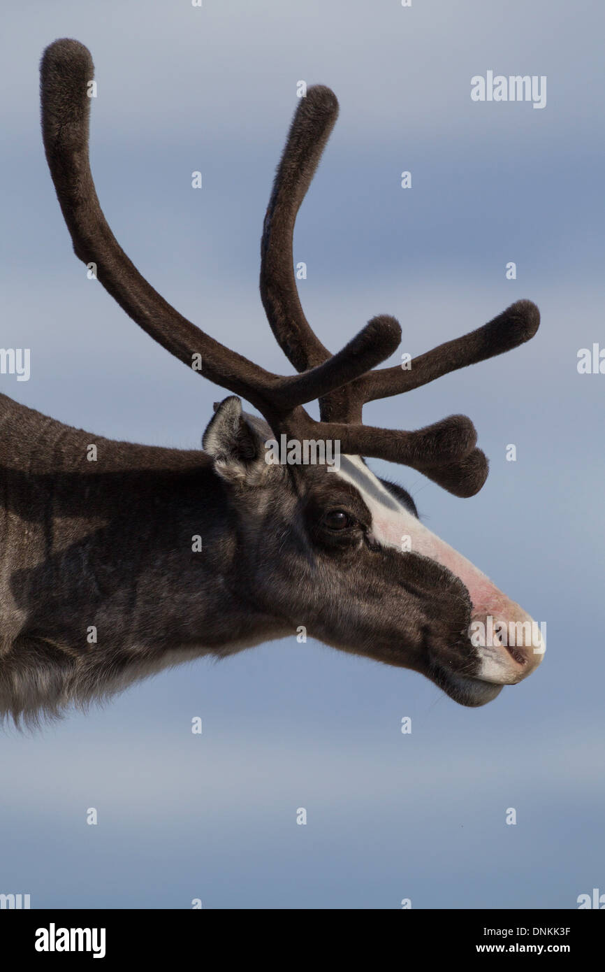 Head shot of Reindeer (Rangifer tarandus) in Northern Norway Stock Photo