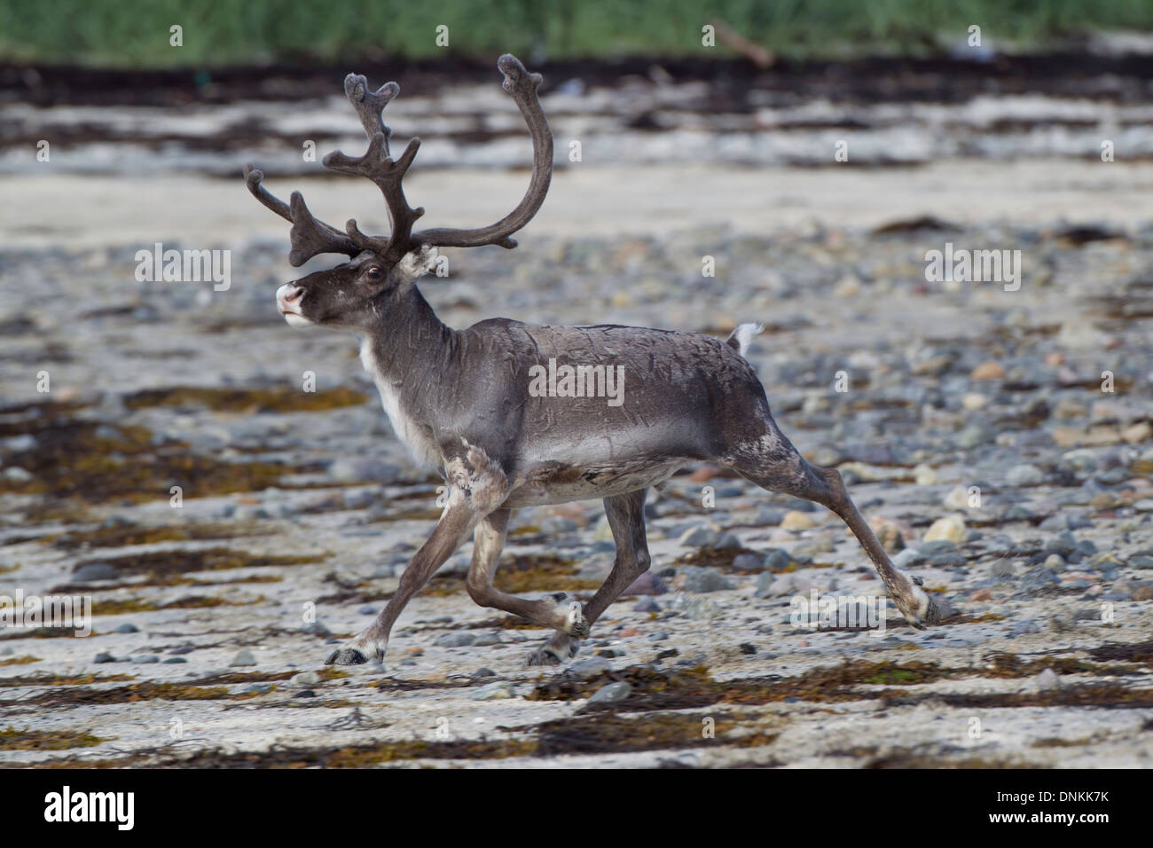 Reindeer (Rangifer tarandus) in Northern Norway Stock Photo
