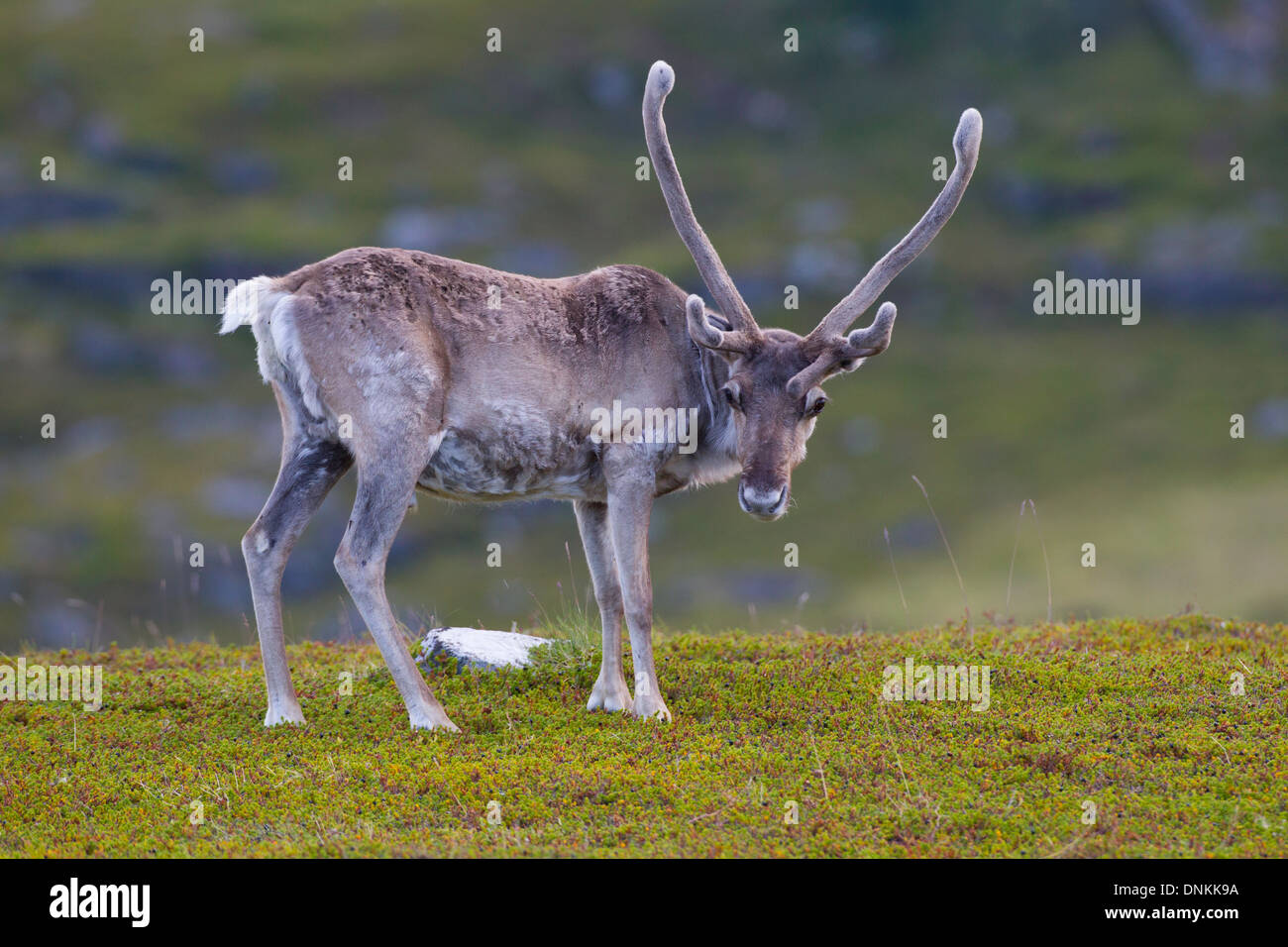 Reindeer (Rangifer tarandus) in Northern Norway Stock Photo