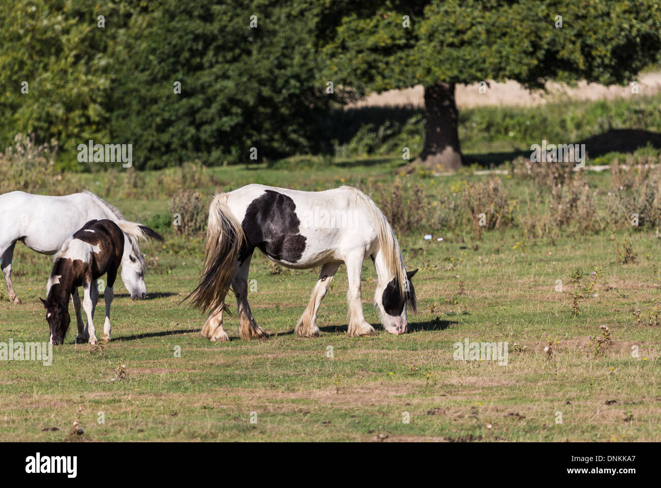 Black and white carthorse and foal grazing in field in Surrey countryside Stock Photo