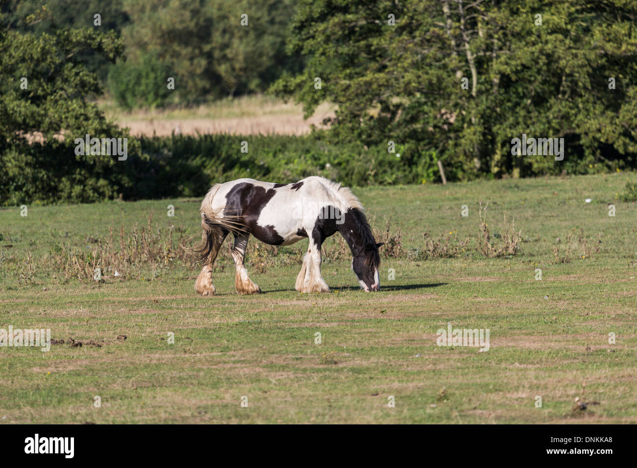 Black and white carthorse peacefully grazing in field in Surrey countryside Stock Photo