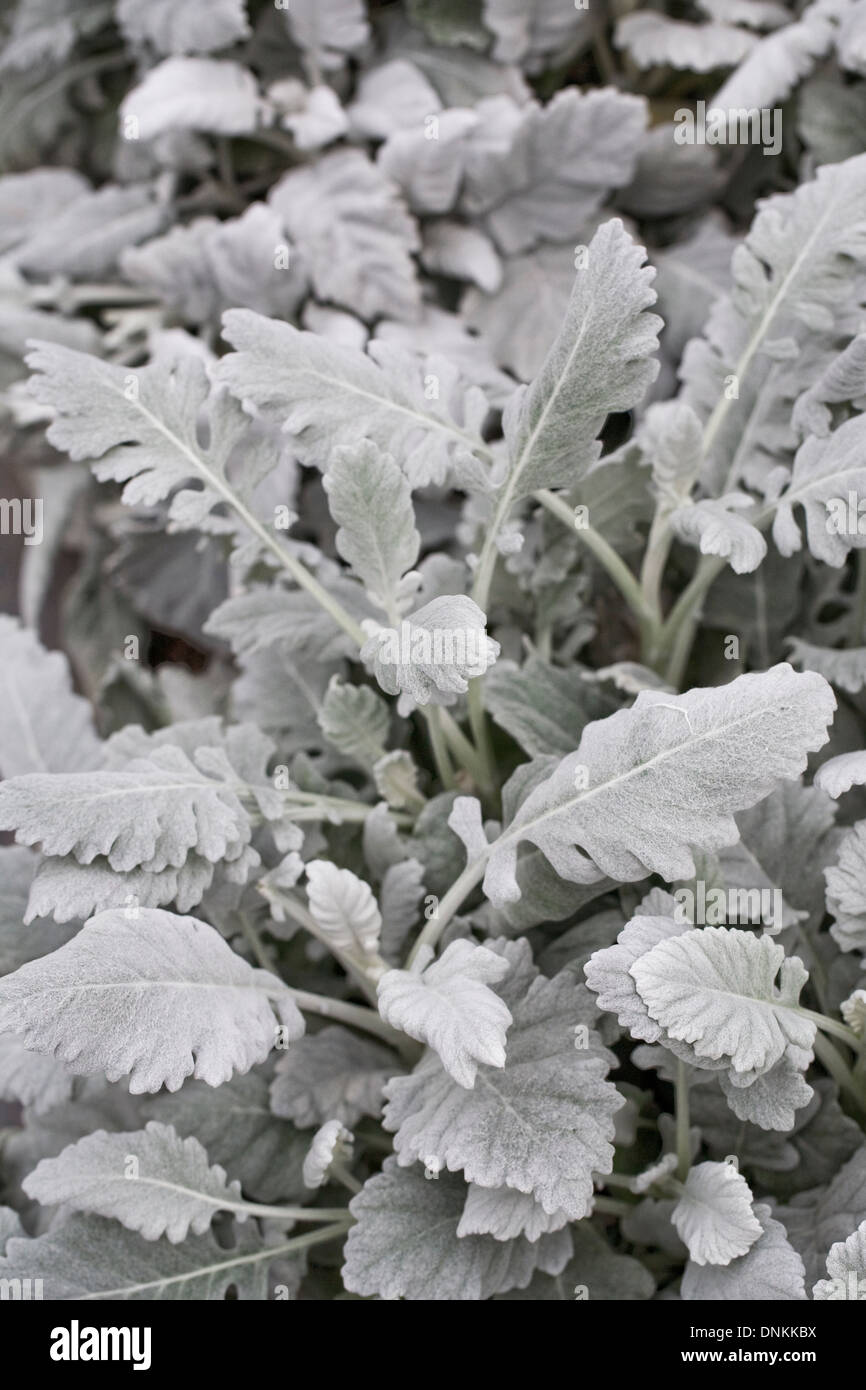 Senecio cineraria 'Cirrus' Silver ragwort growing in a protected environment. Stock Photo