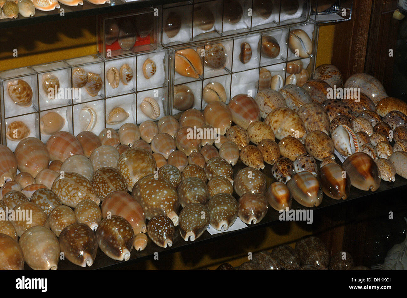 Collection of Cowries shells, associated with the Cypraeidae family. Stock Photo