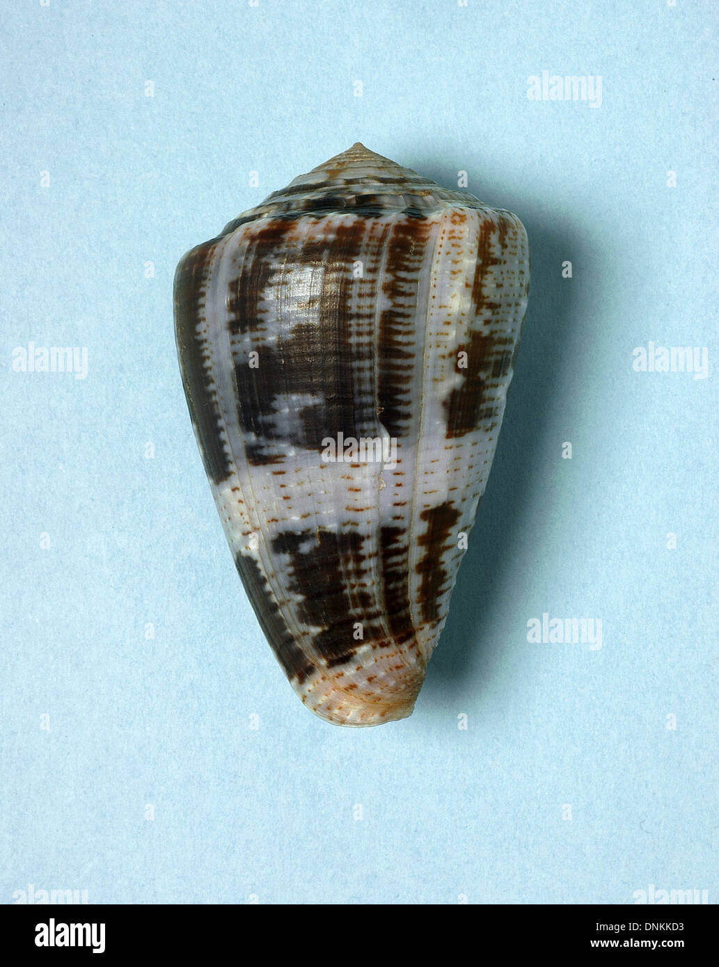 Shell of snail predator and venomous conus purpurascens hires stock