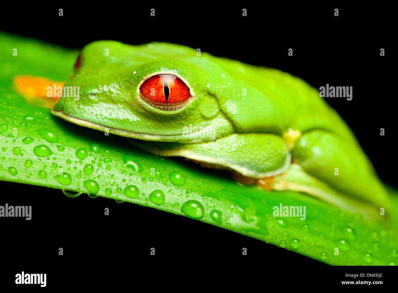 Red Eyed Green Tree Frog Stock Photo