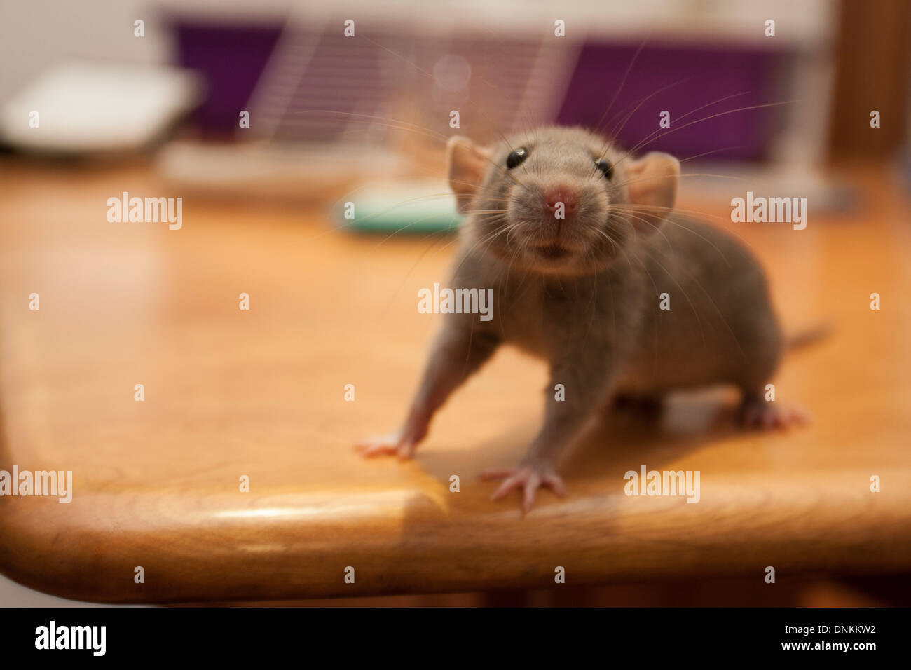 Pet rat on table Stock Photo