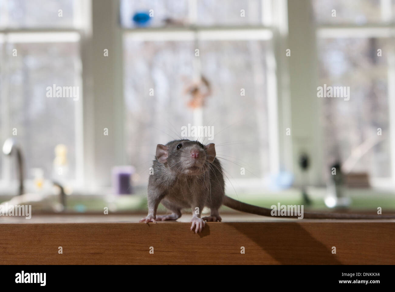 Cute rat in a kitchen Stock Photo