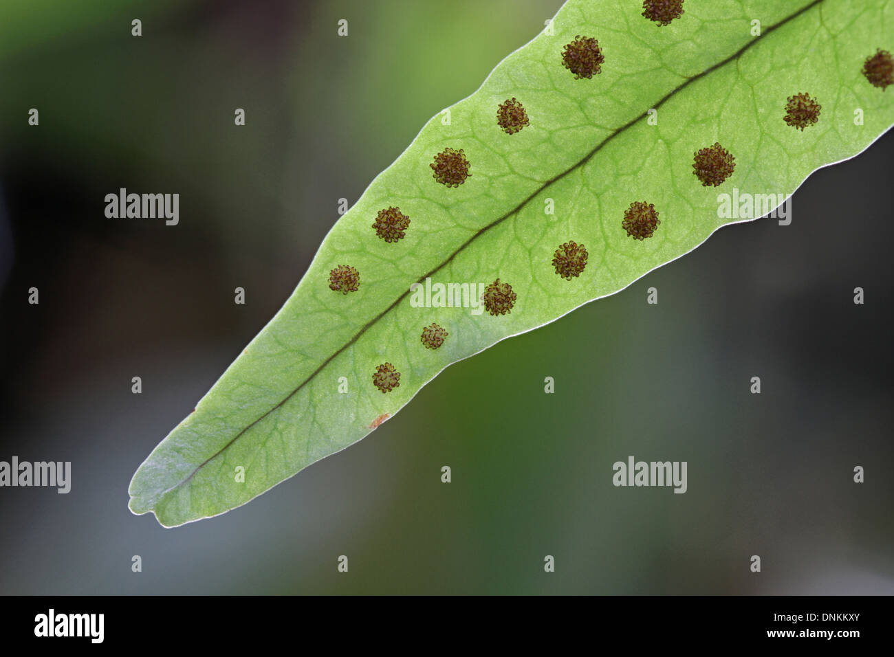 Close-up of sori on a clubmoss snakefern, Microgramma lycopodioides. Stock Photo