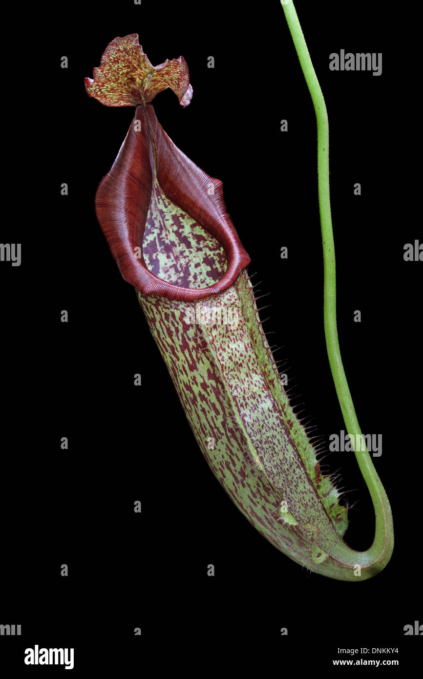 Pitcher plant, Nepenthes eymae. Stock Photo