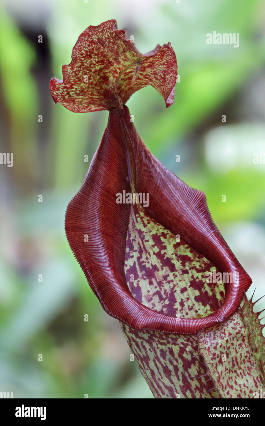 Pitcher plant, Nepenthes eymae. Close-up Stock Photo