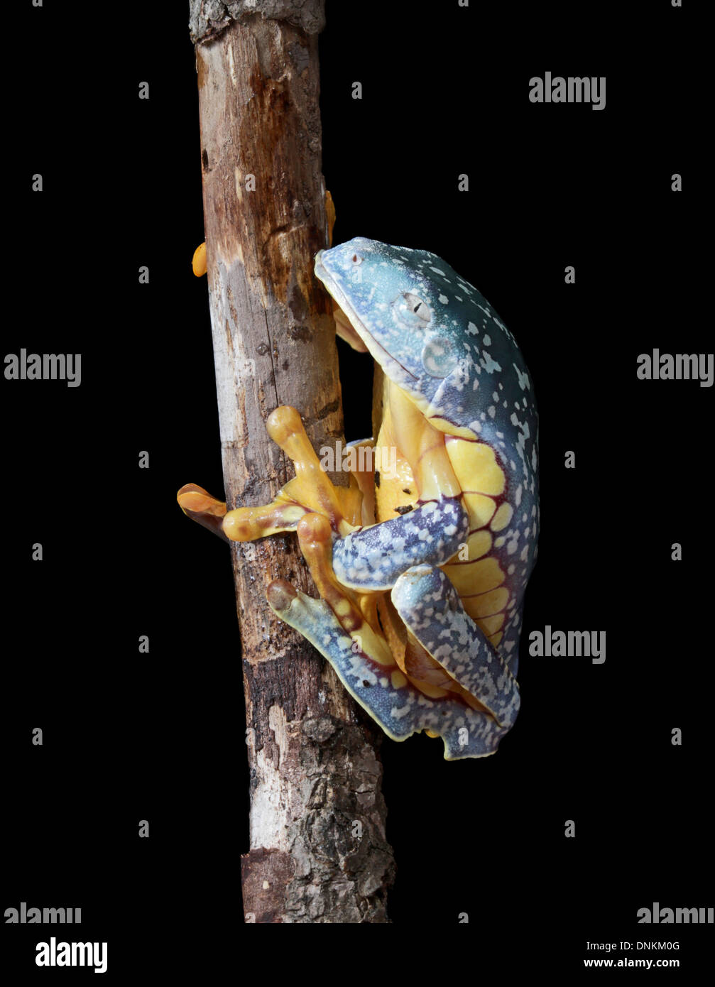 An Amazon leaf frog, Agalychnis craspedopus Stock Photo