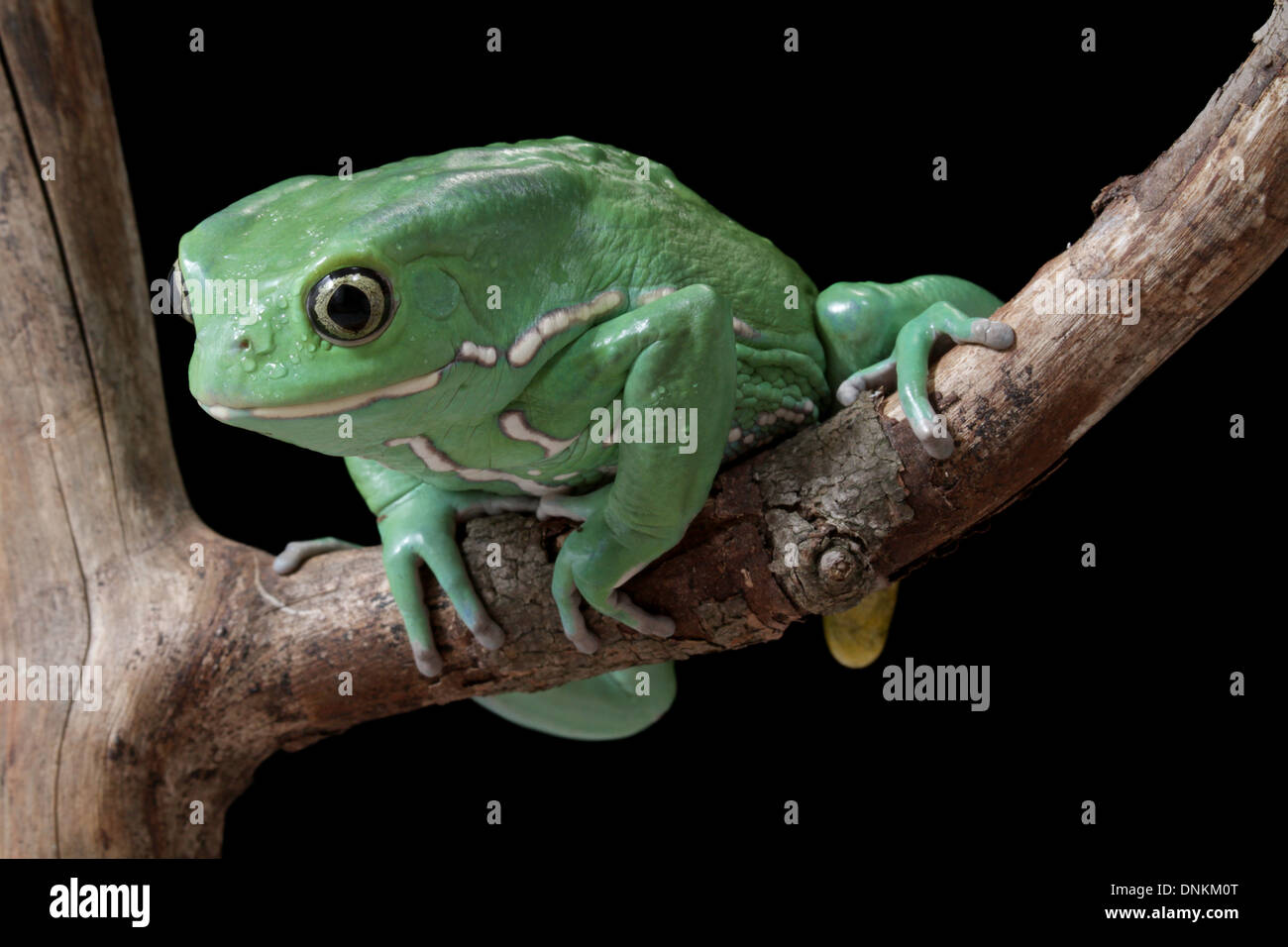 A waxy monkey leaf frog, Phylomedusa sauvagii, on a branch. Stock Photo