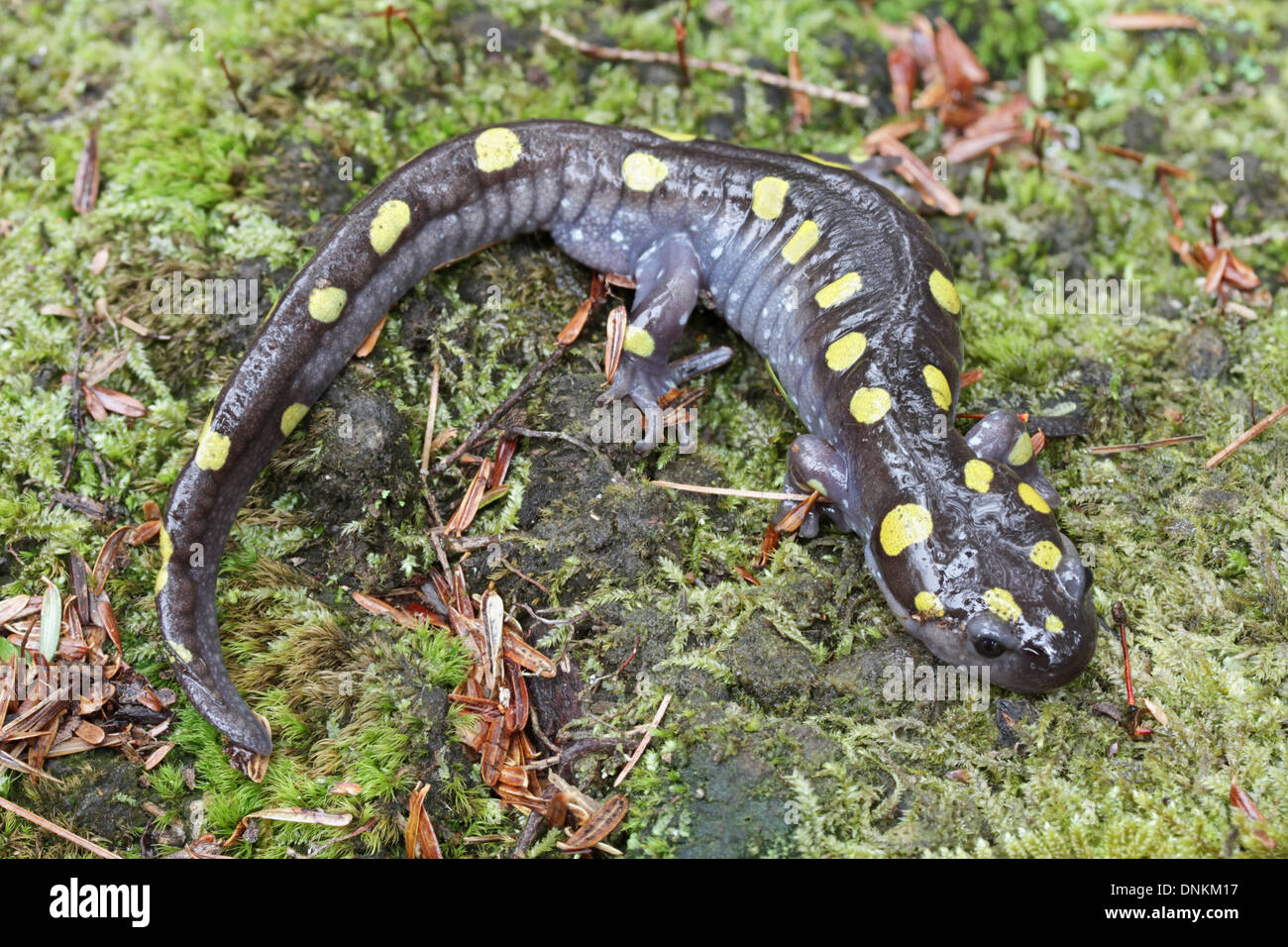 The Yellow-Spotted Salamander (Ambystoma maculatum) Care and Info – Crazy  Plants Crazy Critters