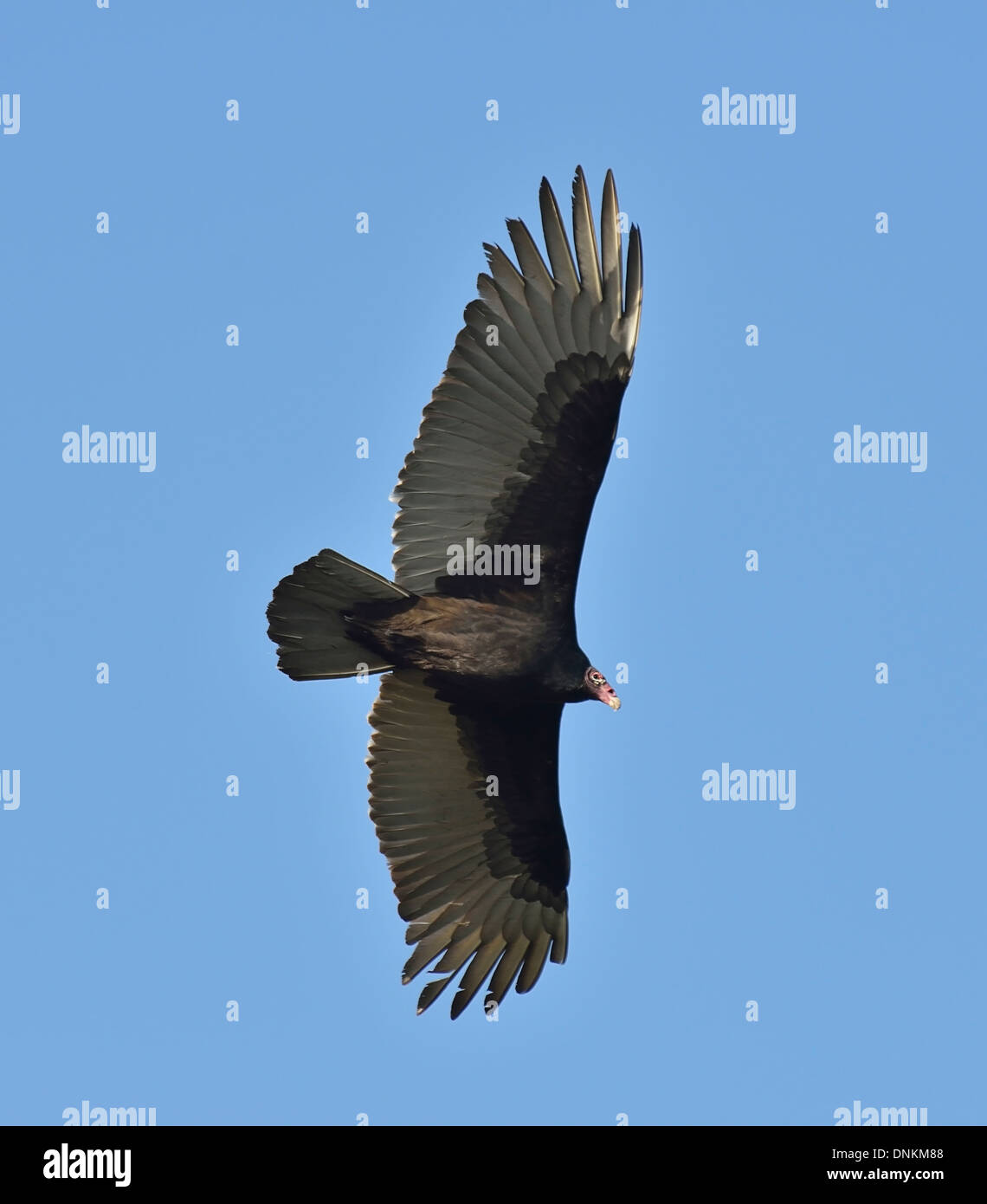 Turkey Vulture In Flight (Catharte Aura). Stock Photo