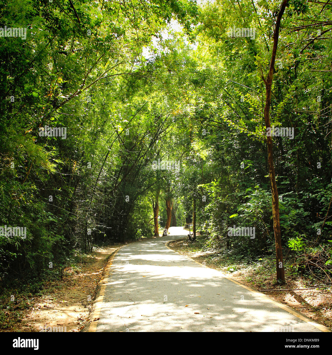 Green forest with pathway Stock Photo
