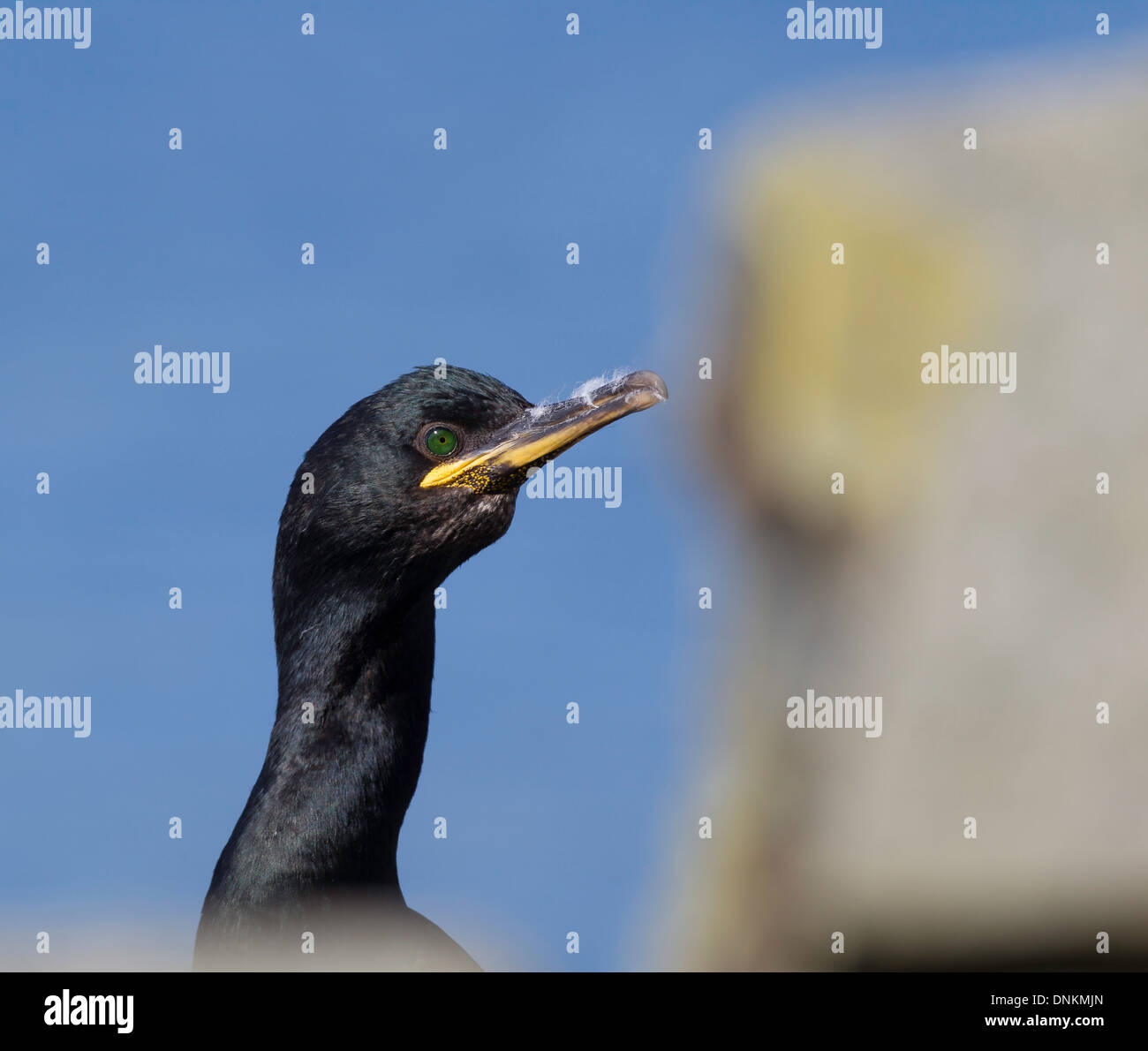 Shag seabird on the island of Hornoya in Northern Norway Stock Photo