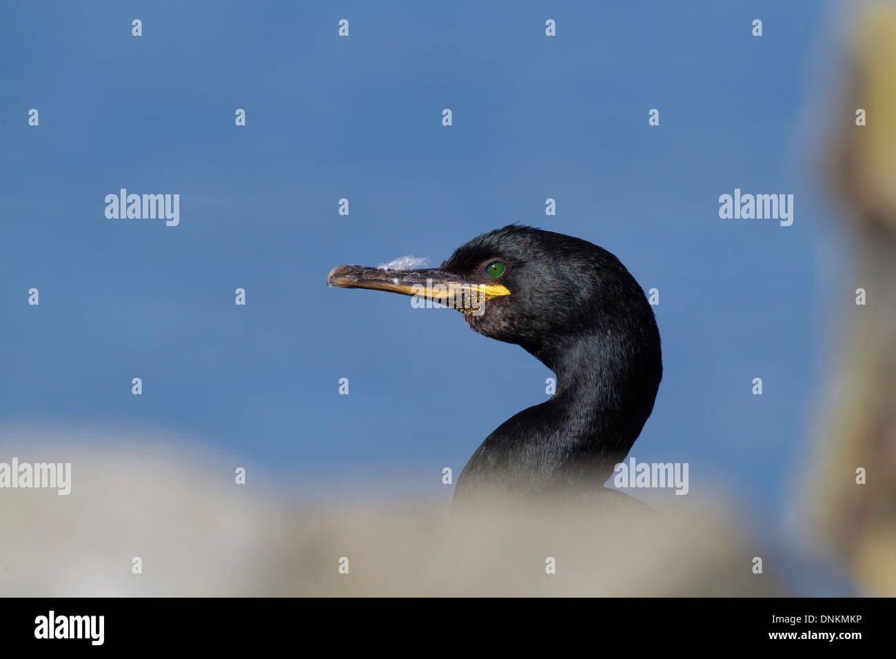 Shag seabird on the island of Hornoya in Northern Norway Stock Photo