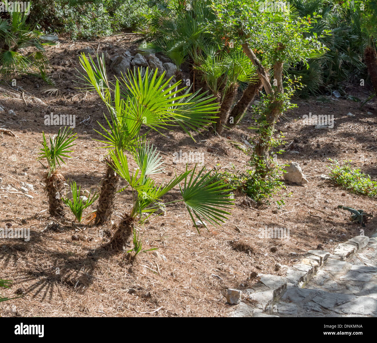 Chamaerops Humilis High Resolution Stock Photography And Images Alamy