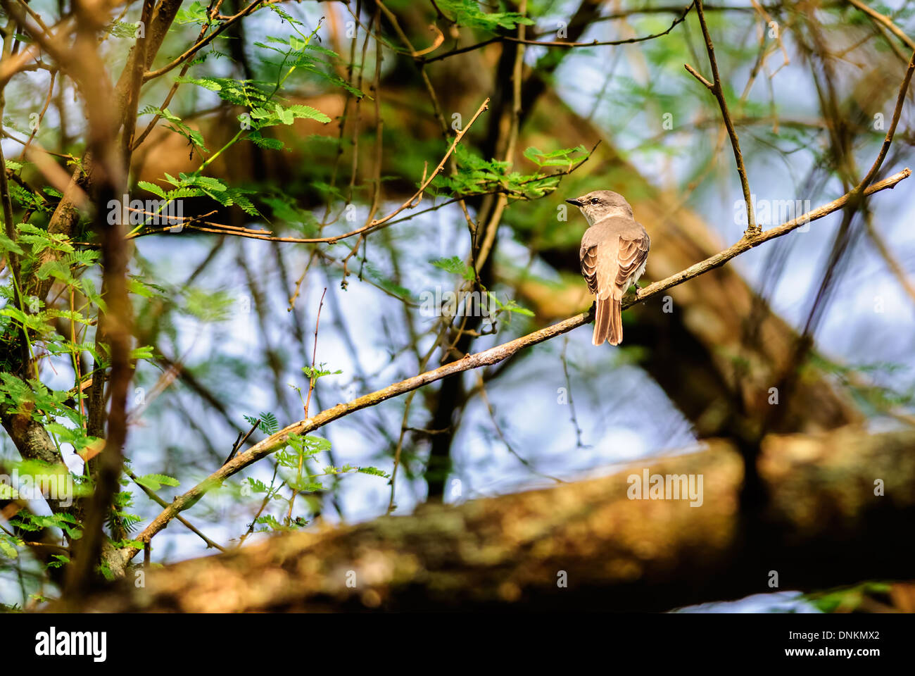 Small bird, vertebrate animal Swinhoe's Minivet Pericrocotus cantonensis winter migrant perched on a tree branch, copy space Stock Photo