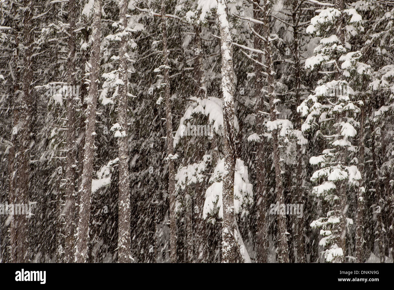 Winter snow falling in an Alaskan forest with hemlock trees and spruce. Stock Photo
