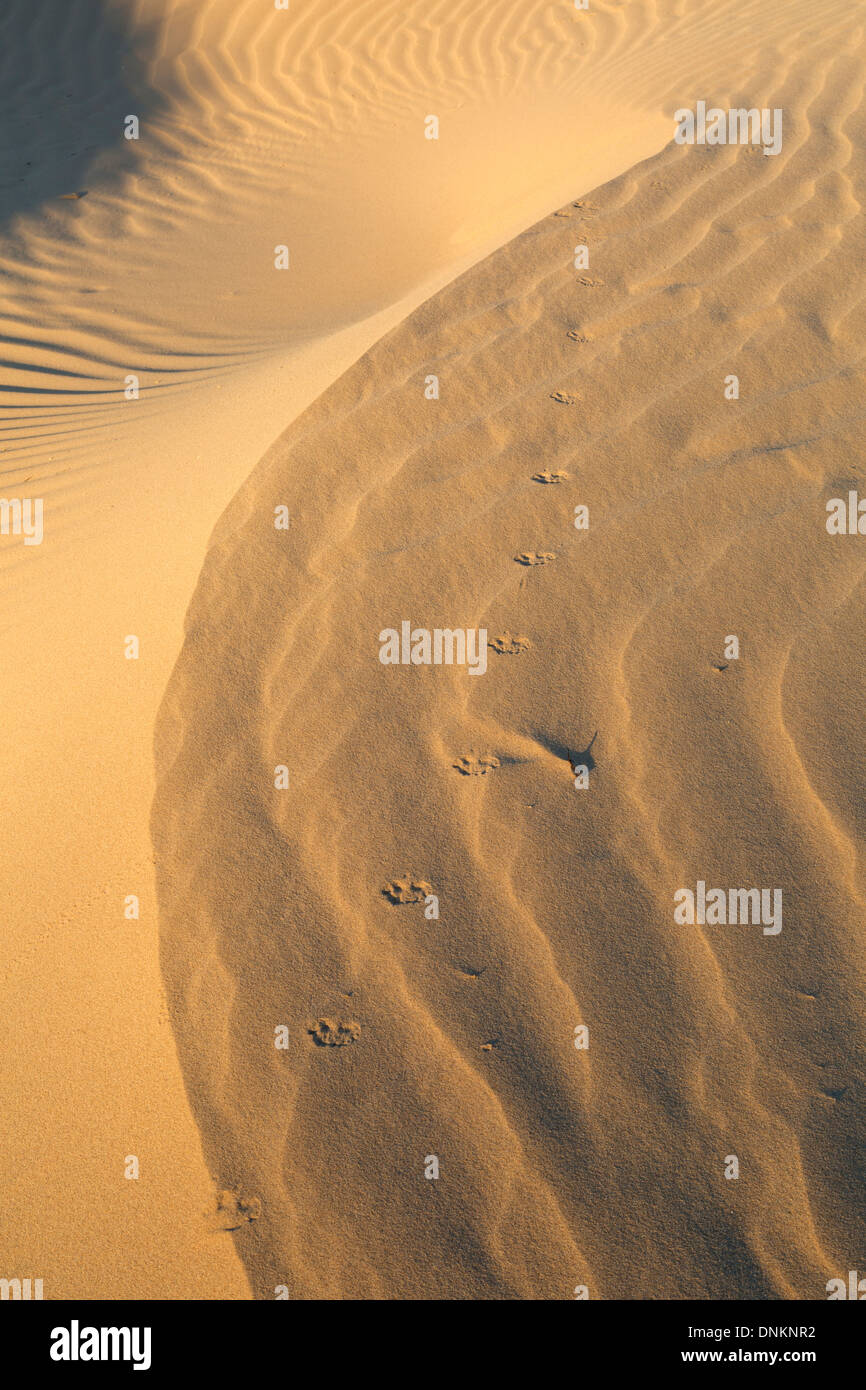 Animal Tracks on Sand Dunes, Algodones, Imperial Sand Dunes National Monument, Southeastern California Stock Photo