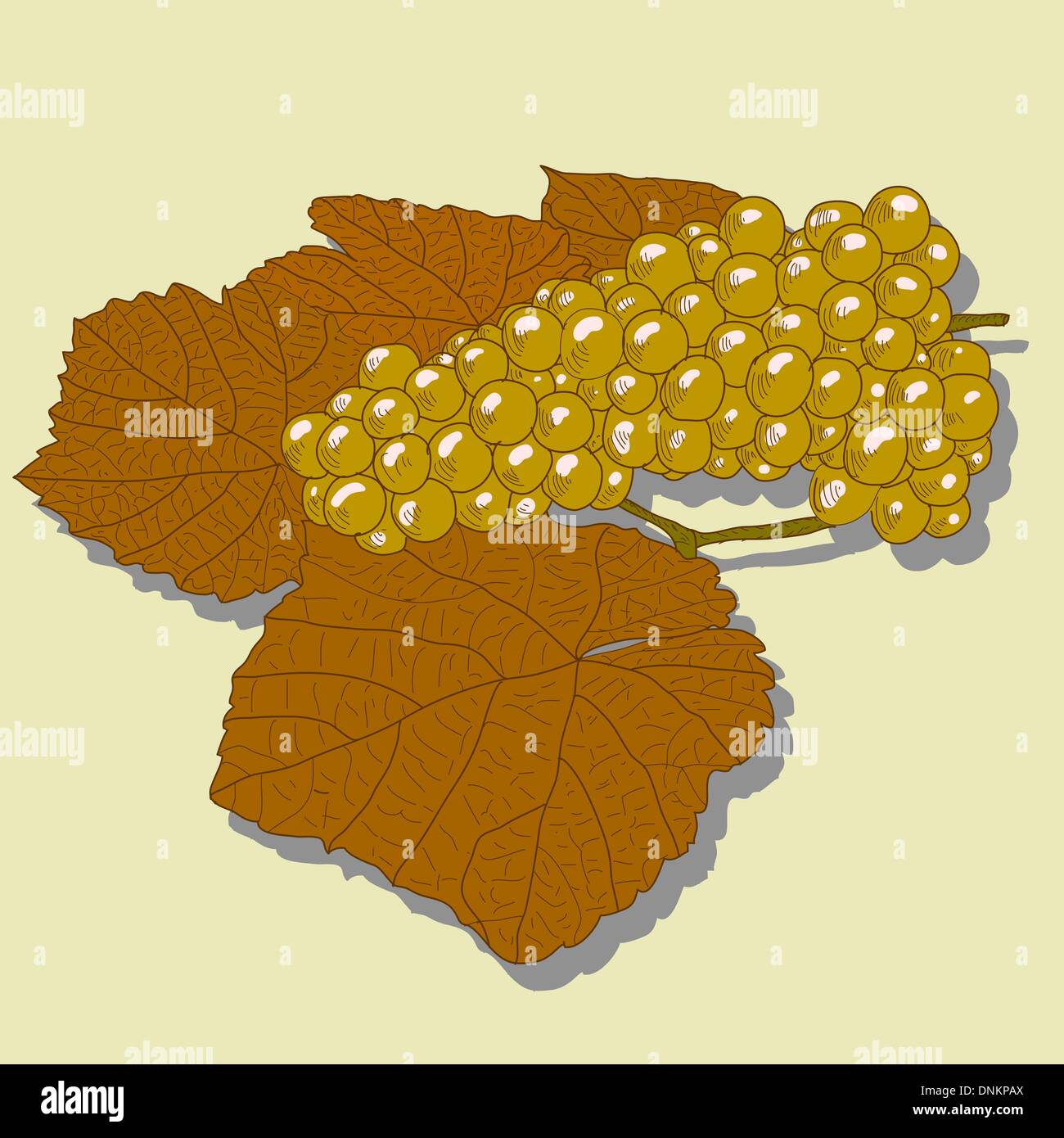 Abstract Grape Vector Abstract Grape with leafs (Vector Stock Vector Image & Art - Alamy
