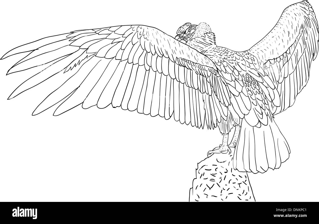 Vulture with outspread wings. Vector illustration Stock Vector Image