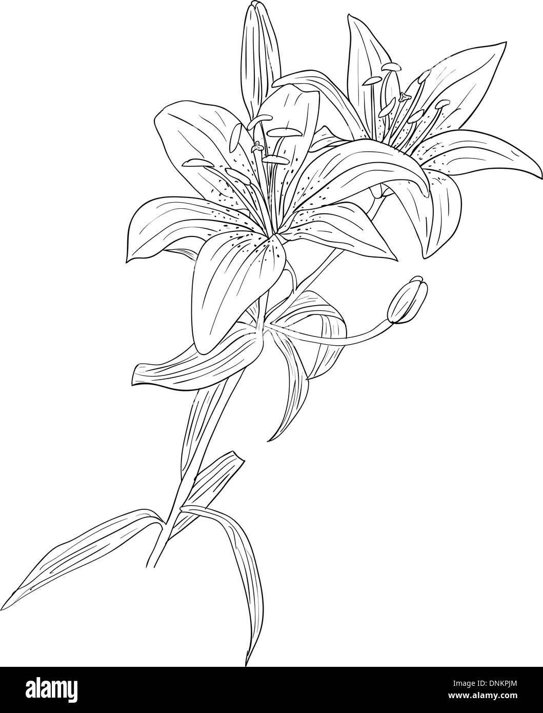floral design element and hand-drawn , vector illustration Stock Vector ...
