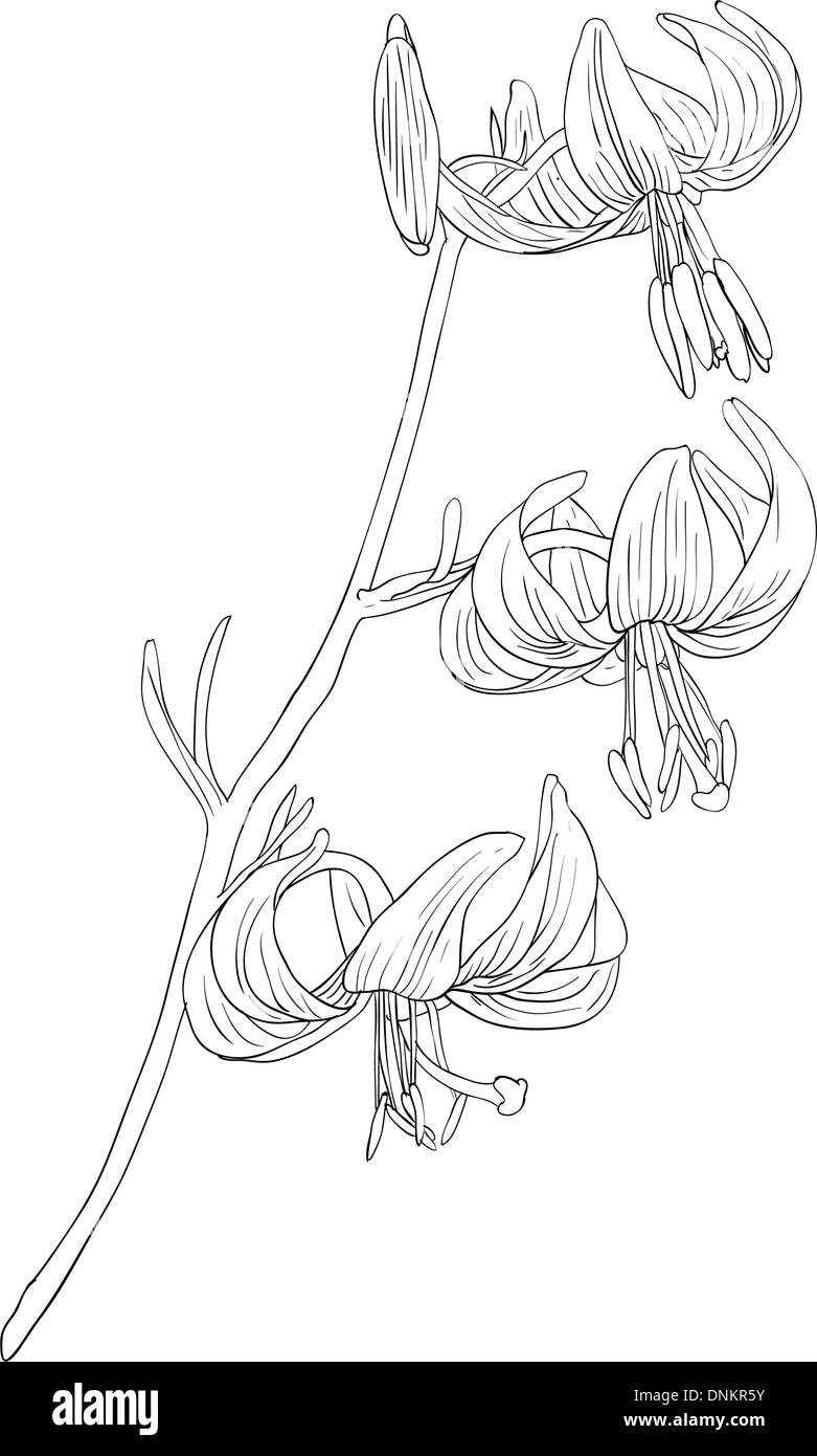 Beautiful flowers on a white background drawn by hand , vector ...