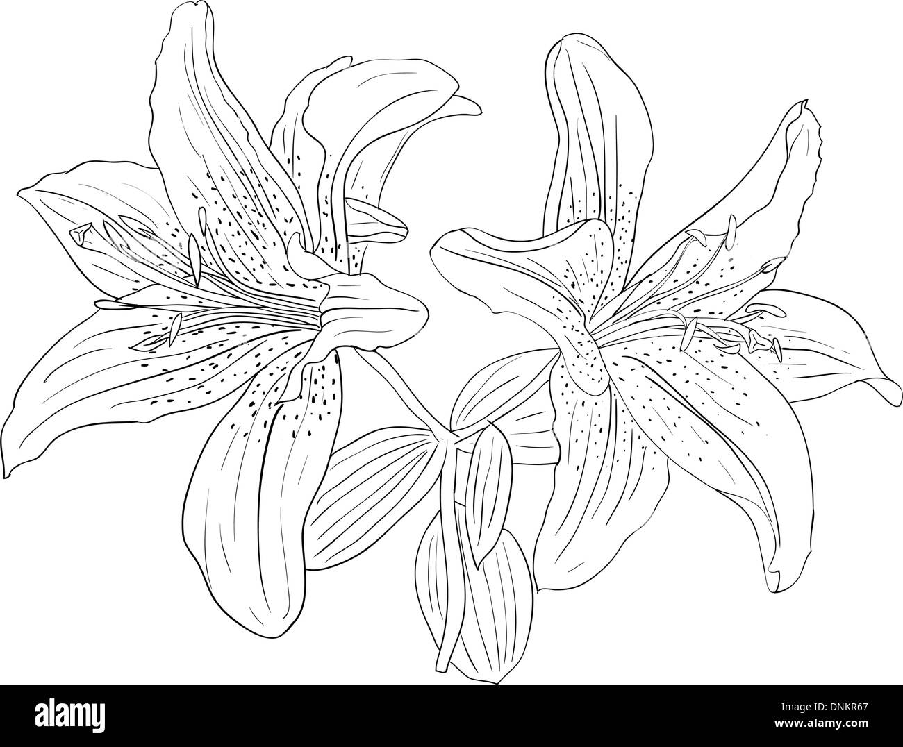 Beautiful flowers on a white background drawn by hand , vector ...