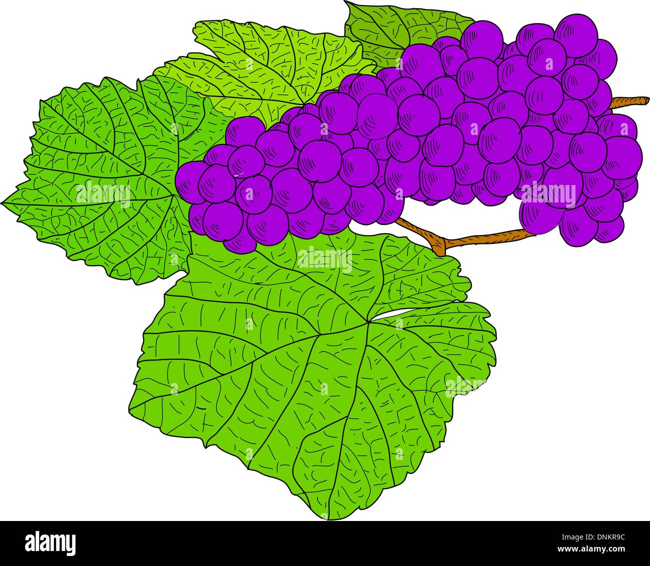 Abstract Grape Vector Abstract Grape with leafs (Vector Stock Vector Image & Art - Alamy
