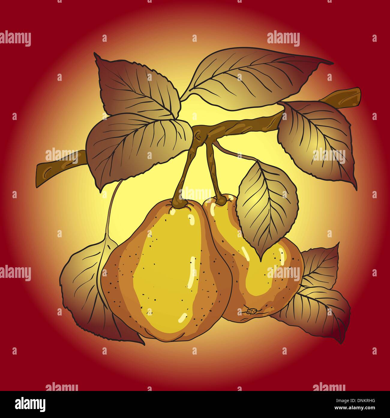 Two mature yellow pears with leaves on a branch. A vector Stock Vector