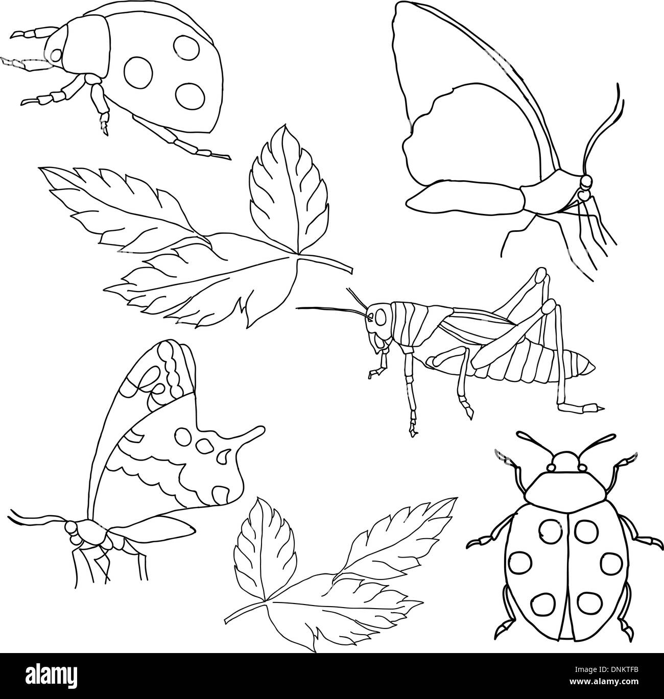 Set of insects on a white background Stock Vector Image & Art - Alamy