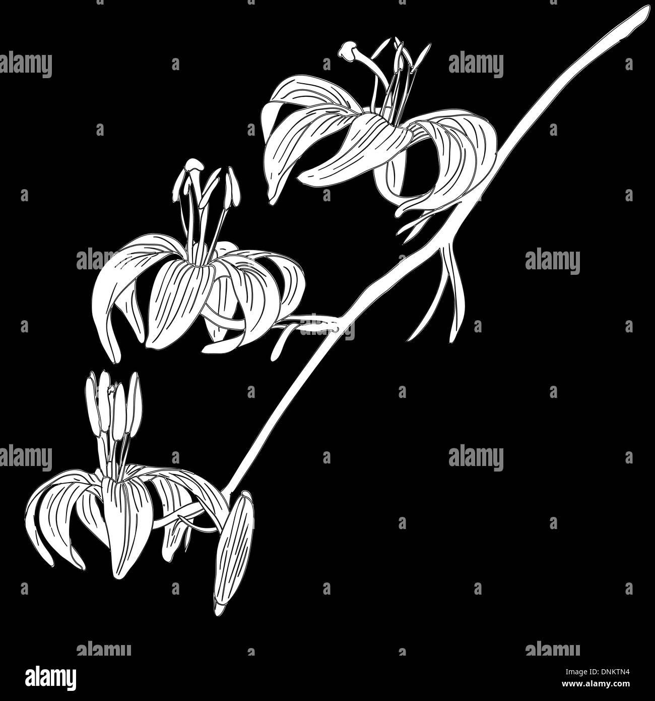 vector lily flower isolated on black background Stock Vector