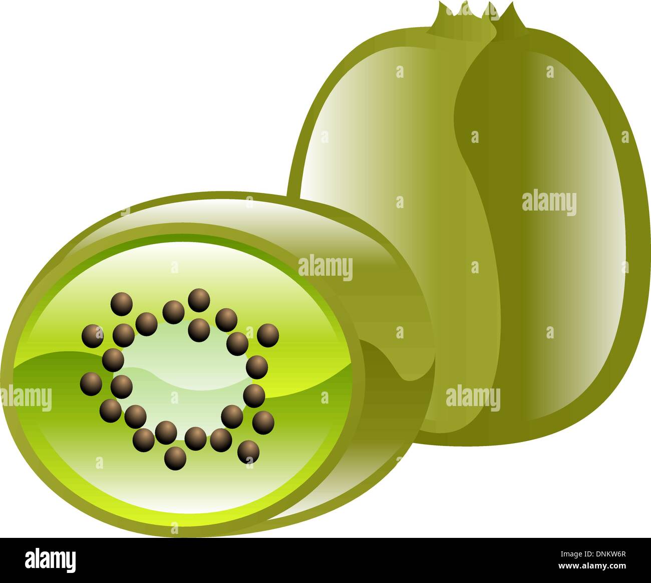 Illustration of kiwi fruit Stock Vector