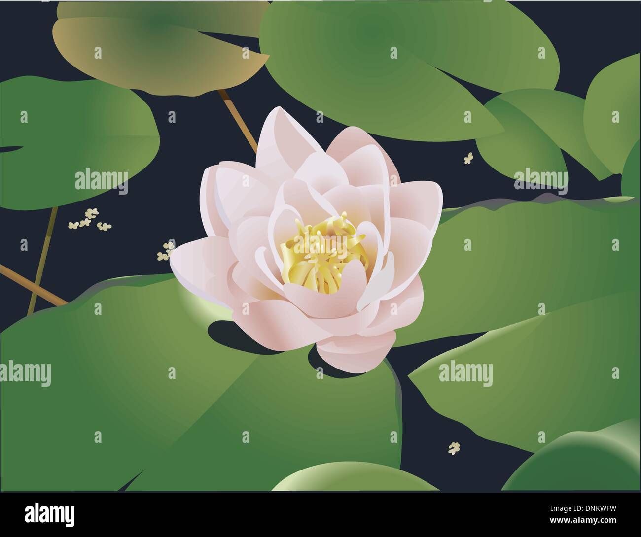 A beautiful realistic illustration of a lily or lotus and lily ads floating on a pond. No meshes used Stock Vector