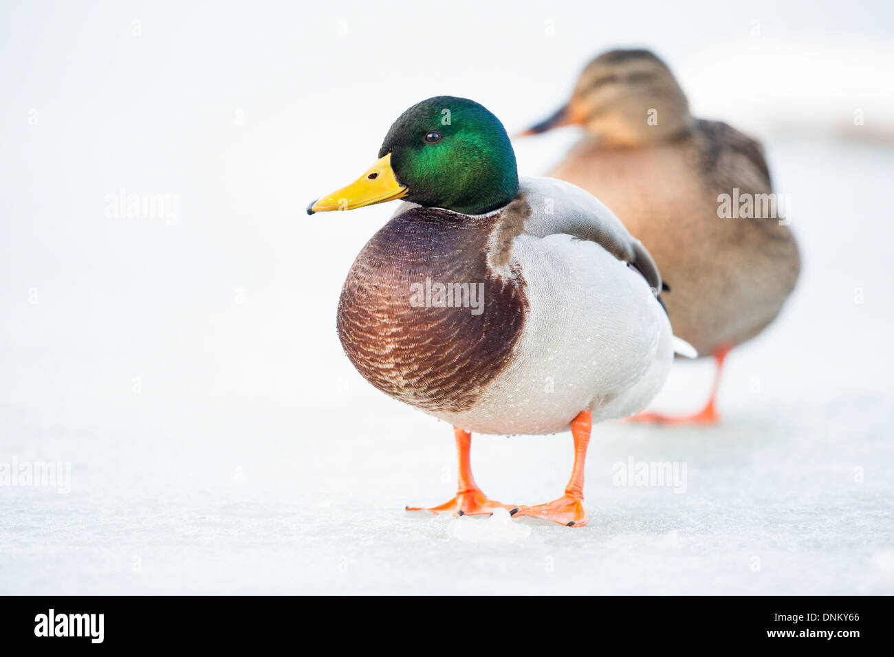 Close-up of a male mallard duck (Anas platyrhynchos) standing on a frozen lake, soft focus female mallard in background Stock Photo