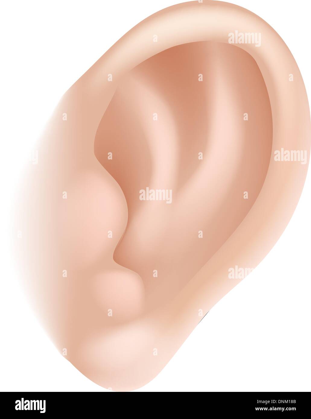 An illustration of a human ear body part, could represent hearing in the five senses Stock Vector