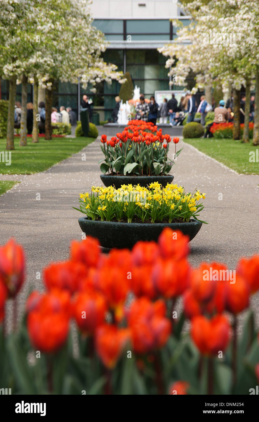 Lisse, the Netherlands, tulips in area from the Dutch Keukenhof Gardens Stock Photo