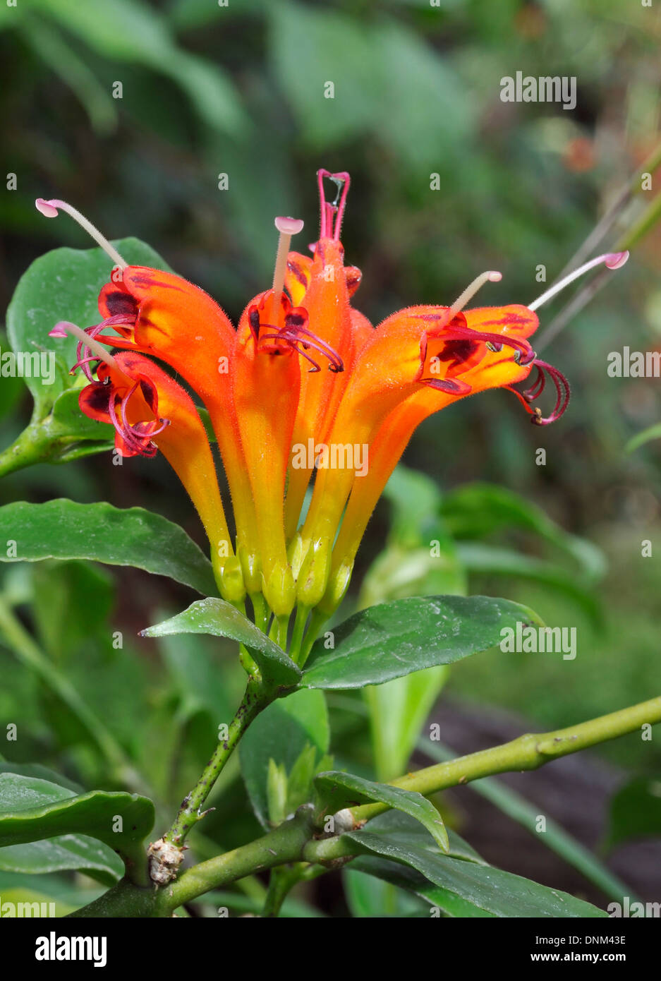 Lipstick Plant - Aeschynanthus grandiflorus Native of India & East Asia Stock Photo