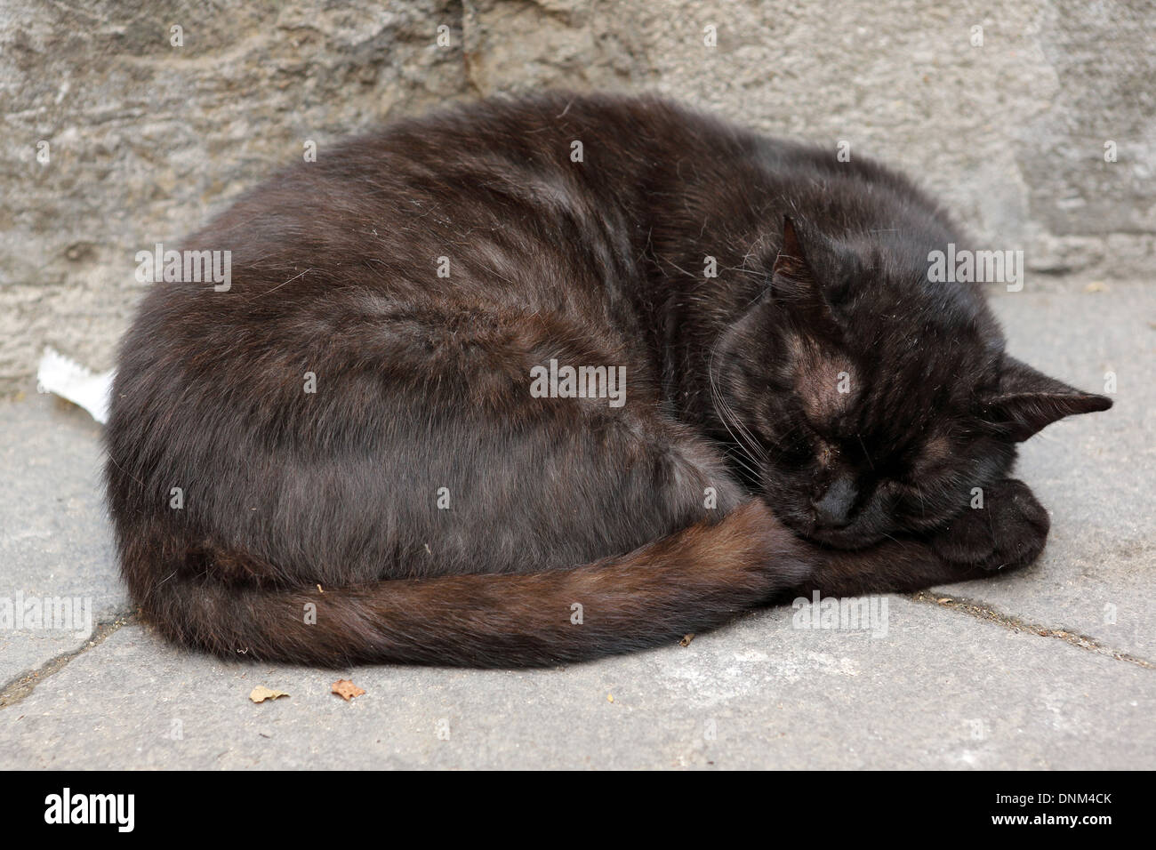 Acquapendente, Italy, feral cat is sleeping on a road Stock Photo