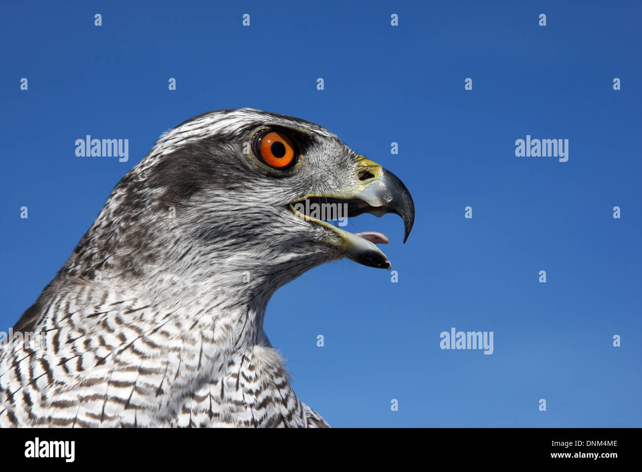 Hannover, Germany, hawk in portrait Stock Photo Alamy