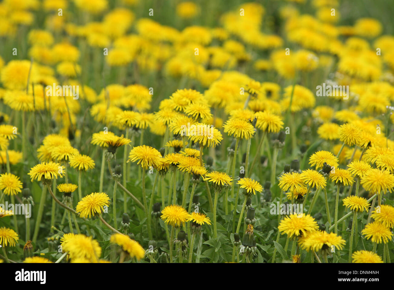 Graditz, Germany, Common Dandelion Stock Photo