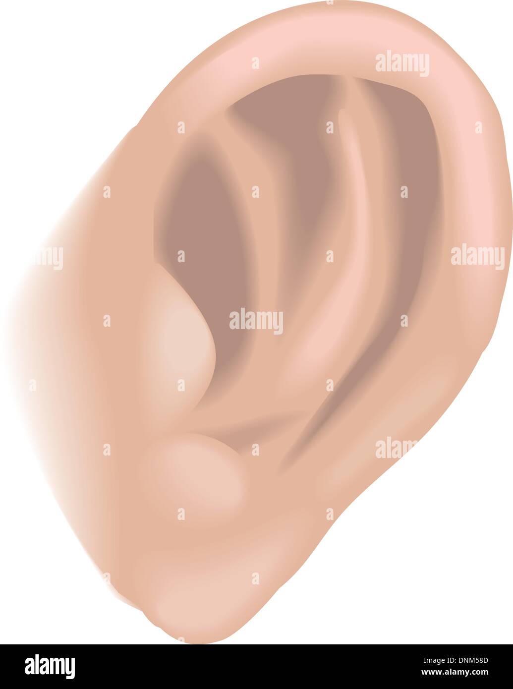 An illustration of a human ear, no meshes used Stock Vector
