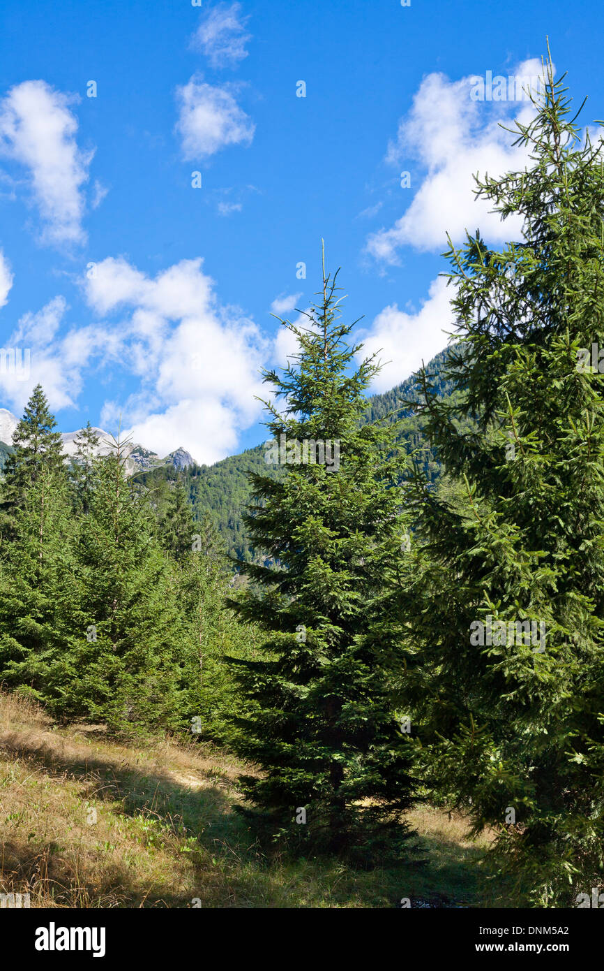 Julian Alps. Spruce trees. Slovenia Stock Photo