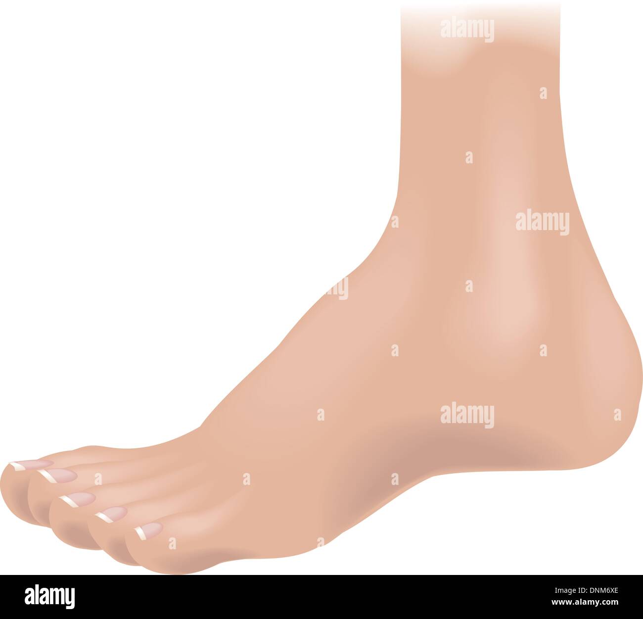 An illustration of a human foot, no meshes used Stock Vector