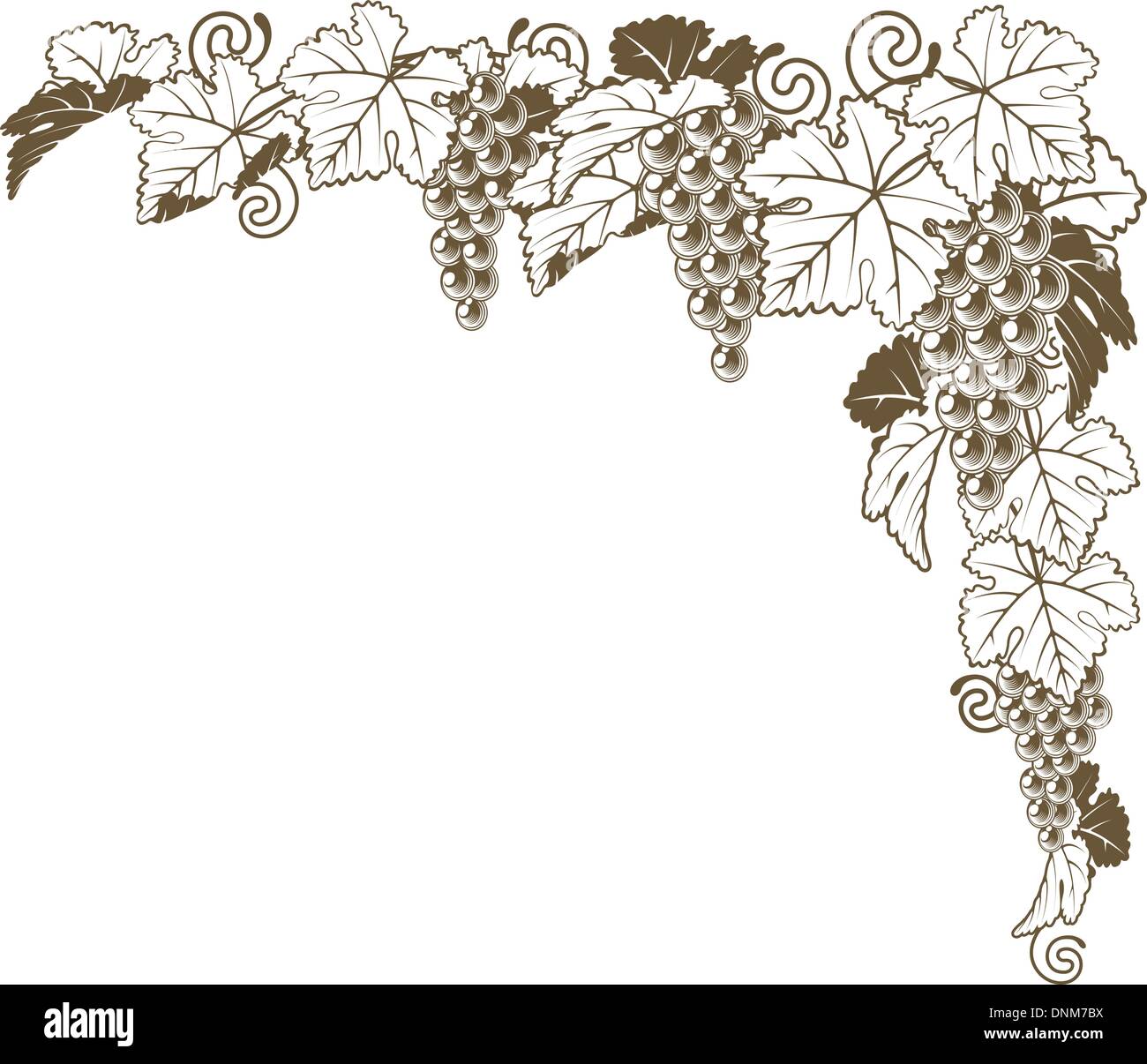 A grape vine border corner ornament design element of grape bunches and leaves in vintage style, wine label concept. Stock Vector
